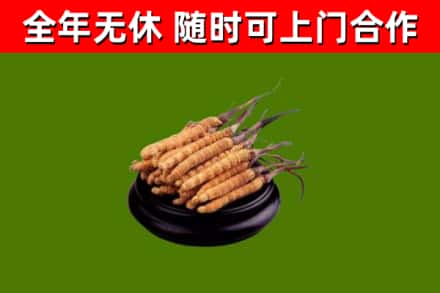 长沙县回收散虫草